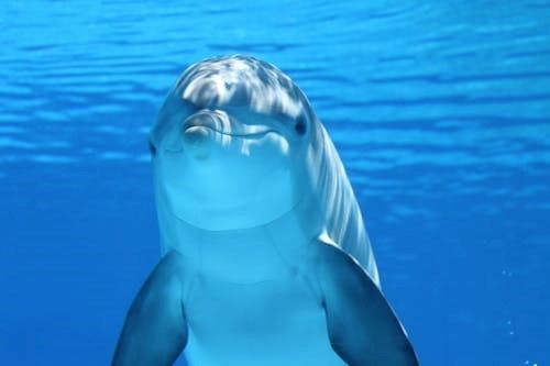 Journée Mondiale des Dauphins 2025 : quels leviers durables pour protéger ce type de cétacés ?